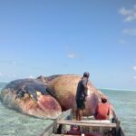 Geger Bangkai Ikan Paus Diperkirakan Seberat 10 Ton Terdampar di Selayar
