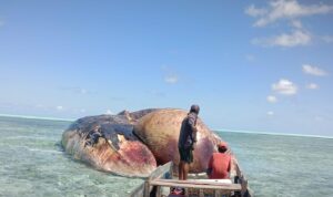 Geger Bangkai Ikan Paus Diperkirakan Seberat 10 Ton Terdampar di Selayar