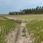 3.728 Hektare Sawah di Pinrang Terdampak Kekeringan, Warga: Sisa Menunggu Waktu Gagal Panen