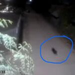 Viral Diduga Penampakan Babi Ngepet di Sidrap, Camat Maritenggae Jelaskan Begini