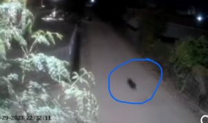 Viral Diduga Penampakan Babi Ngepet di Sidrap, Camat Maritenggae Jelaskan Begini