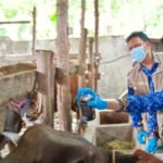 Kesehatan Hewan Kurban, Jadi Atensi Pemkot Parepare