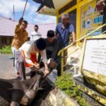 Taufan Pawe Kurban 4 Ekor Sapi di Kantor DPD Golkar Sulsel