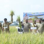 Hasil Panen Melimpah saat Musim Kemarau, Bupati Pinrang Ajak Banyak Bersyukur