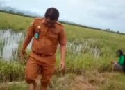 Sekretaris Dinas SDABK Pinrang Hadiri Tradisi Mappalili di Sanggar Tani Sipakainga 1