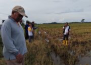 UPT SDABK Wilayah Jampue Hadiri Tradisi Mappalili di Desa Padakkalawa