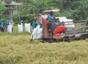 Produksi Gabah di Pinrang Diprediksi Naik Saat Panen Raya, Dinas TPH Pastikan Tanpa Potongan