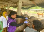 Disnakbun Pinrang Kawal Ketat Kesehatan Hewan Qurban di 12 Kecamatan