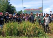 Plt Kadis SDA-BK Pinrang, Hadiri Penyelenggaraan Farmer Field Day di Kecamatan Mattiro Sompe
