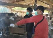 Dinas Peternakan Pinrang Mulai Pemeriksaan Hewan Kurban, Tanduk Diberi Cat Ungu