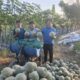 Petani Lokal Tiroang Pinrang Rasakan Dampak MBG, Hasil Panen Melon Kini Punya Pasar Pasti
