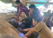 Jelang Iduladha, Dinas Peternakan Pinrang Pastikan Hewan Kurban Aman Dikonsumsi