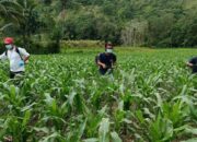 Pemkab Enrekang Siapkan Asuransi untuk Lindungi Petani Jagung dari Gagal Panen