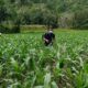 Pemkab Enrekang Siapkan Asuransi untuk Lindungi Petani Jagung dari Gagal Panen